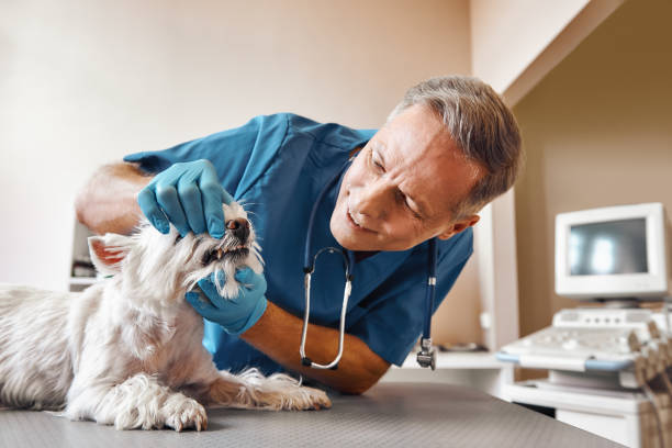 Best 24-Hour Emergency Dentist in Oakland, FL